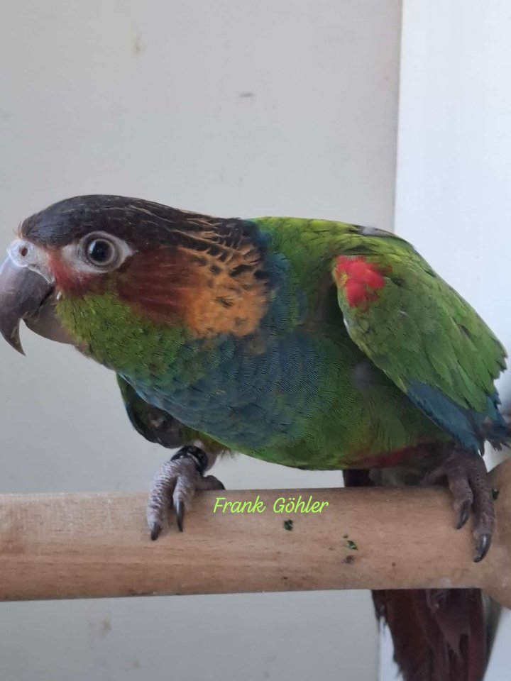 Blaulatzsittiche aus Hobbyzucht - Voegel - Ot - Holzendorf