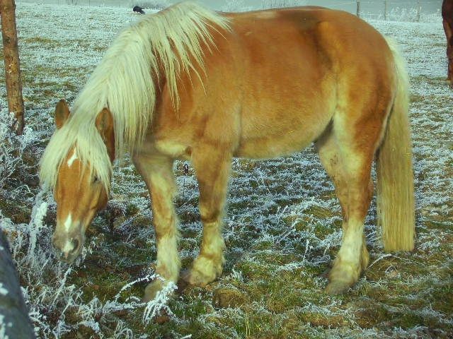 Suchen nette Reitbeteiligung - Reitbeteiligung - Altomünster