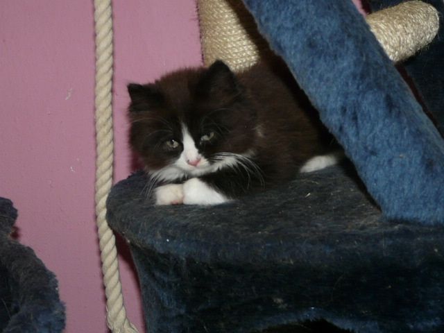 2süsse perser mixe - Katzen - krefeld