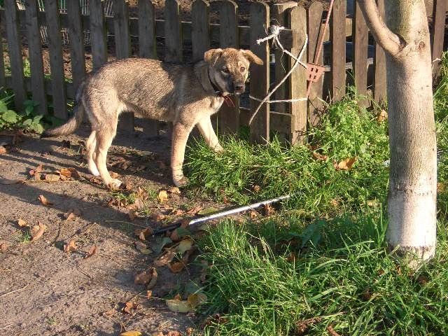 Mischling sucht dringend ein Zuhause - Hunde - Stimbergstr. 172