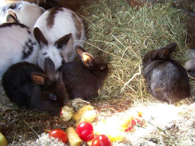 Schwarze Kaninchenbabys abzugeben - Hasen Kaninchen - Silberstedt