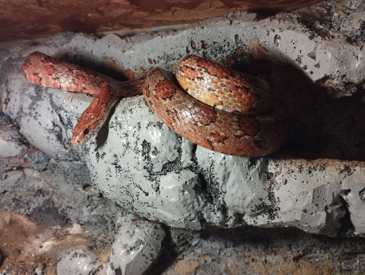 Kornnatter mit Terrarium und Futtermäusen - Reptilien - Porta Westfalica