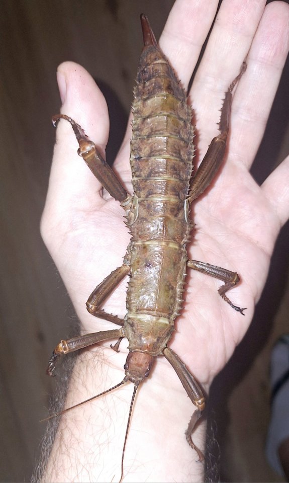 Eurycantha cf. calcarata „Aru Island - Insekten - Hamburg