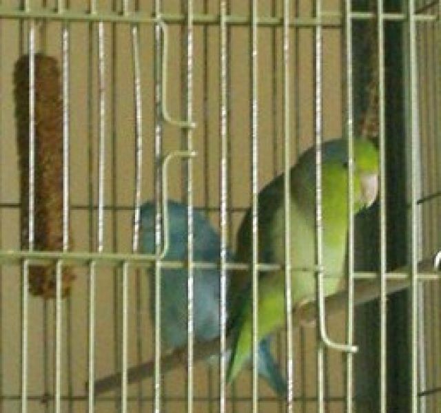 Sperlingspapageien Pärchen - Voegel - Stephansposching