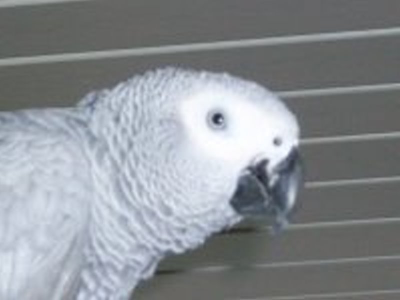 Suche Graupapagei 1.0  ab 10 Jahre alt also erwachsen. - Voegel - Selbach (Sieg)