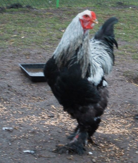 Brahmahahn silber - Sonstige Nutztiere - Verchen