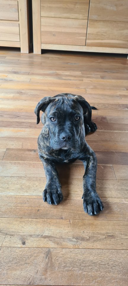 Carne Corso Welpe sucht Zuhause - Hunde - Singhofen