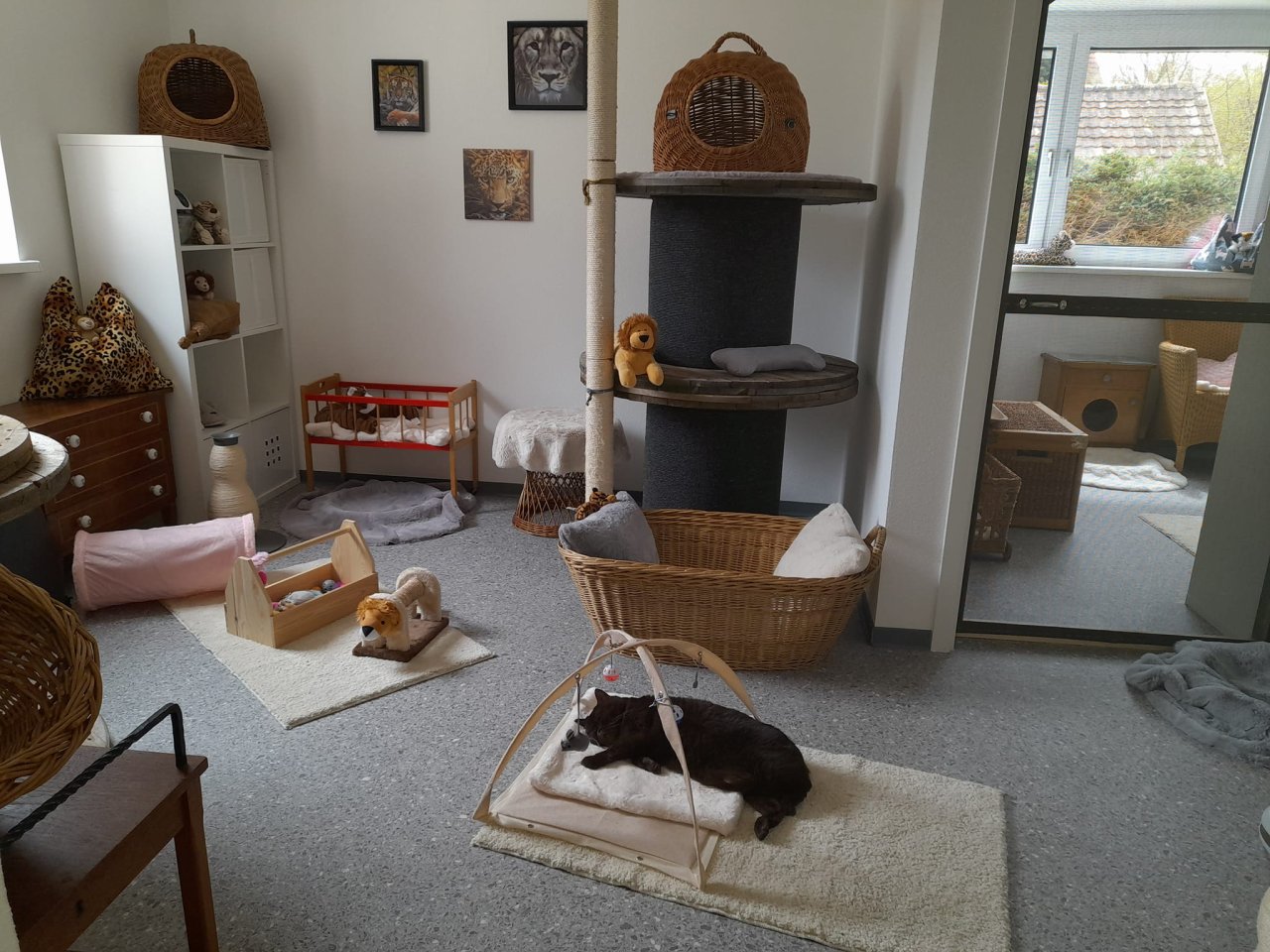 Katzenpension Eisenlauer - Katzen - Unterbleichen