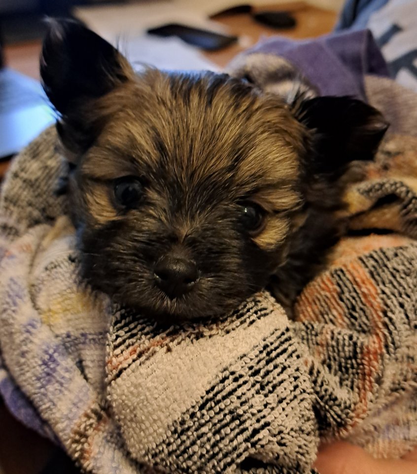 Yorkshire-Pomeranian Zwergspitz Welpen - Hunde - Birkenfeld