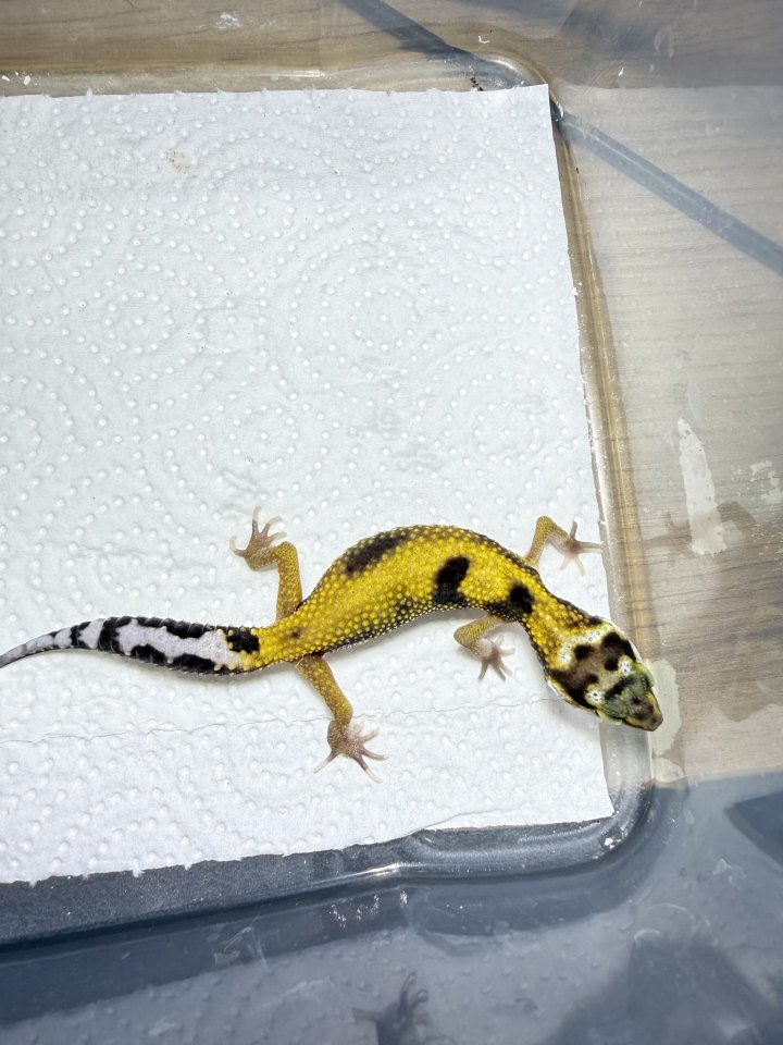 Leopardgecko Weibchen - Reptilien - Frankfurt am Main