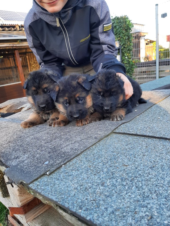 Sehr schöne schwarz-braune Schäferhundwelpen zu verkaufen. - Hunde - Weißenfels