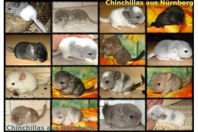 Chinchilla Jungtiere in versch. Farben - Nagetiere Allgemein - Nürnberg