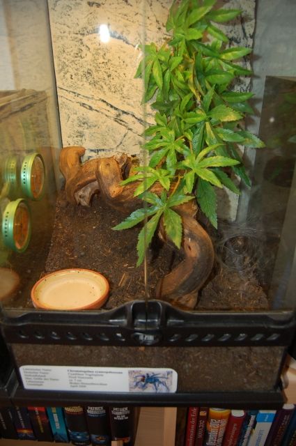 Vogelspinne Chromatopelma Cyaneopubescens - Terrarien - Buxtehude