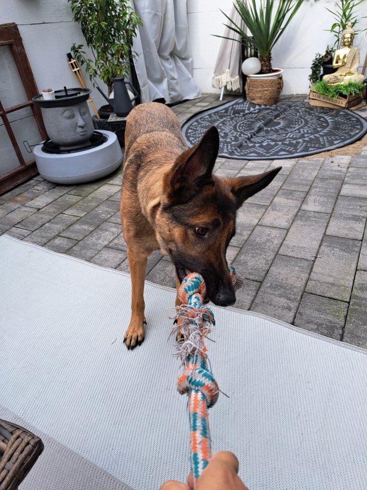 Schäferhündin Luna braucht ein neues liebevolles Zuhause - Hunde - Gelsenkirchen