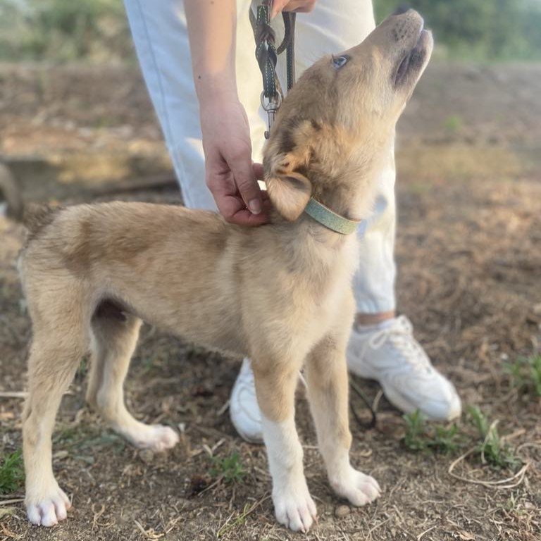 Alexis / Status: sucht ein Zuhause - Hunde - Krefeld