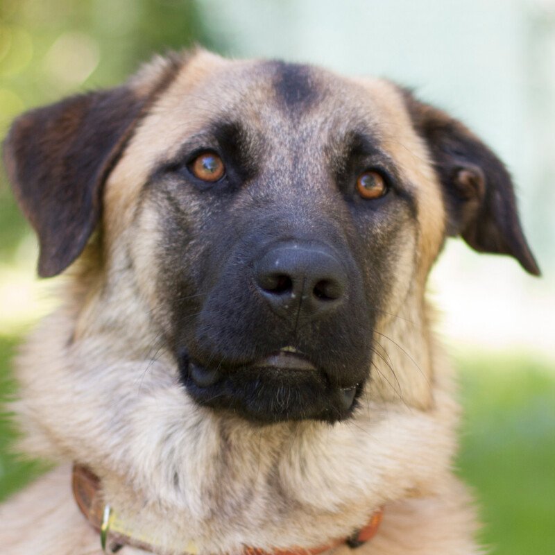 KENU - männlich  1 Jahr  63 cm  33 kg  Mix  Gechipt  Kastriert  Katzenfreundlich - Hunde - Lauf an der Pegnitz