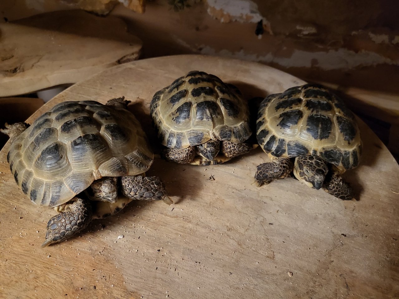 3x Vierzehenlandschildkröte Testudo horsfieldii geb 08/2015 - Reptilien - Altengottern