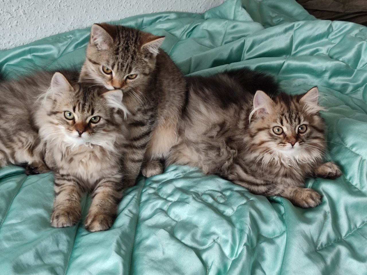 4 Süßes BKH und BLH-Kitten ! - Katzen - Dresden