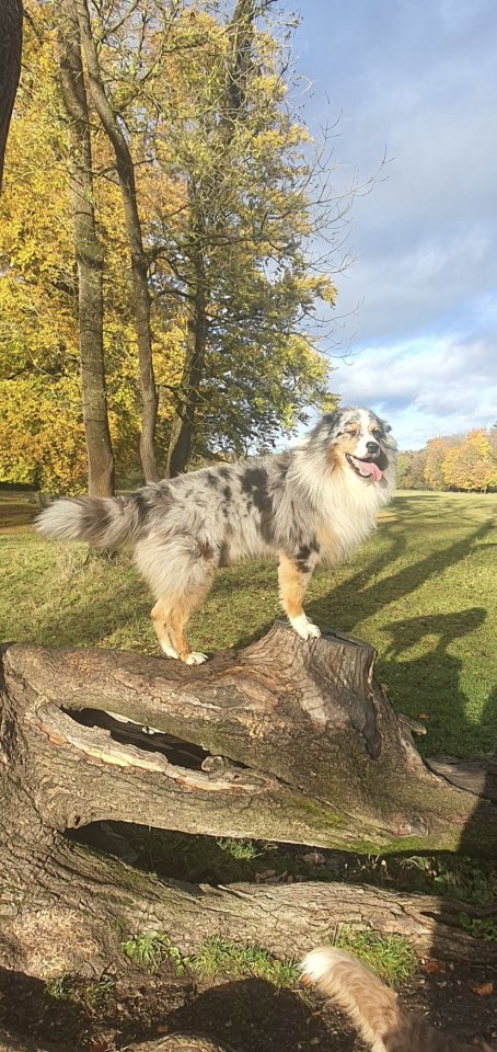 Deckrüde Australian Shepherd bluemerle - Hunde - München