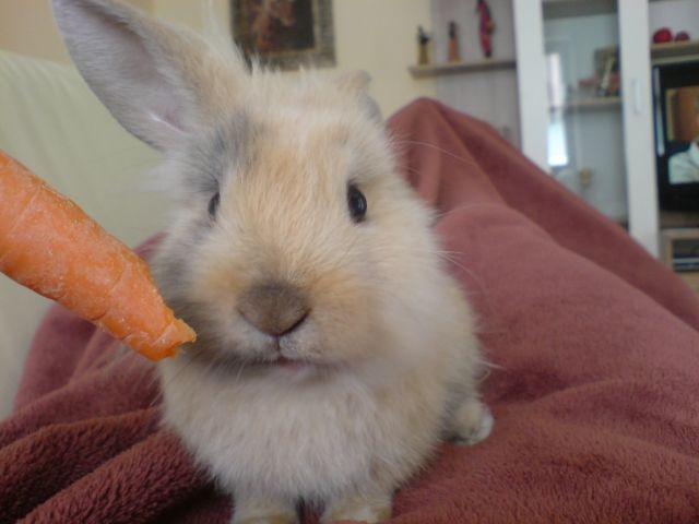 Suche neues schönes Zuhause für Zwergkaninchen Bruno! - Nagetiere Allgemein - Prosselsheim