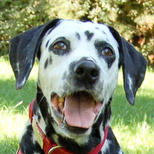 JOSY DA - weiblich  11 Jahre  60 cm  30 kg  Dalmatiner  Gechipt  Kastriert - Hunde - Lauf an der Pegnitz