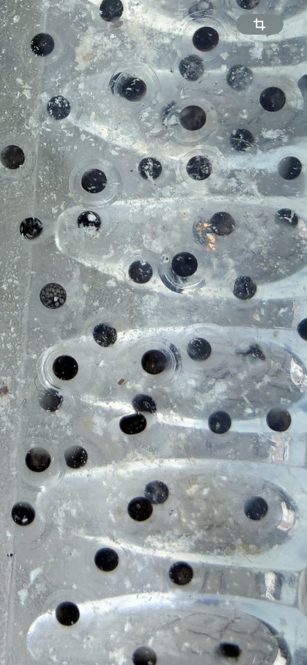 Axolotl Wildling Eier Ca 160 Stück - Amphibien - Moosbach