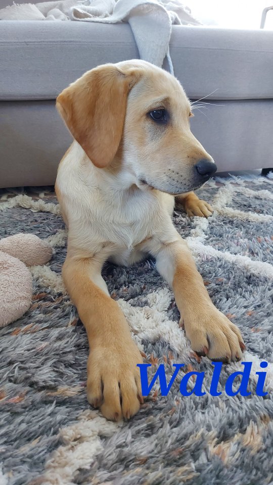 Unsere süßen Labrador Welpen - Hunde - Waldbröl
