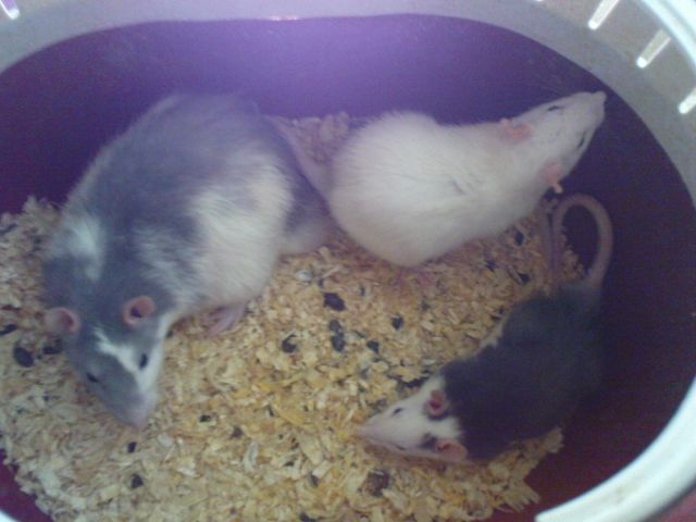 Ratten, sehr süß & lieb - Ratten - Karlsruhe