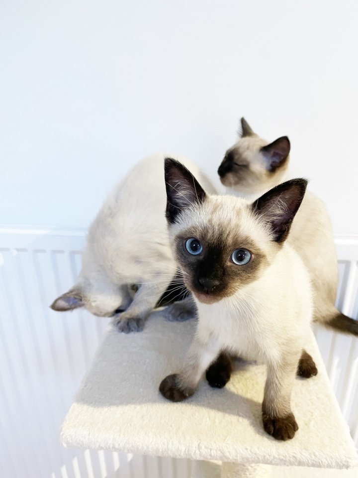 Siam-Kätzchen suchen neues Zuhause - Katzen - Hamburg