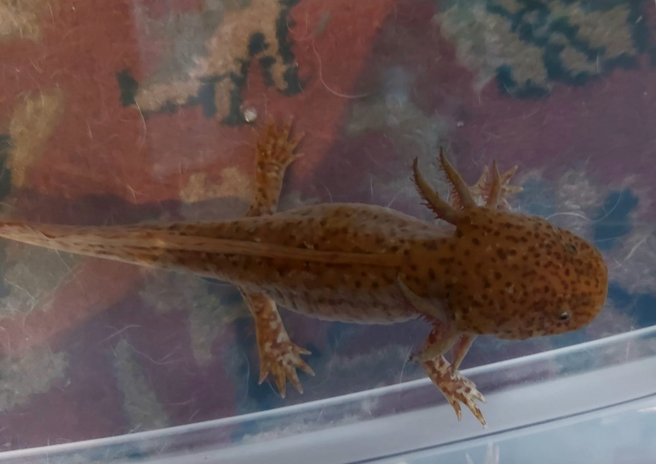 Aquarium 250l  mit 2 Axolotl - Sonstiges - Mannweiler-Cölln
