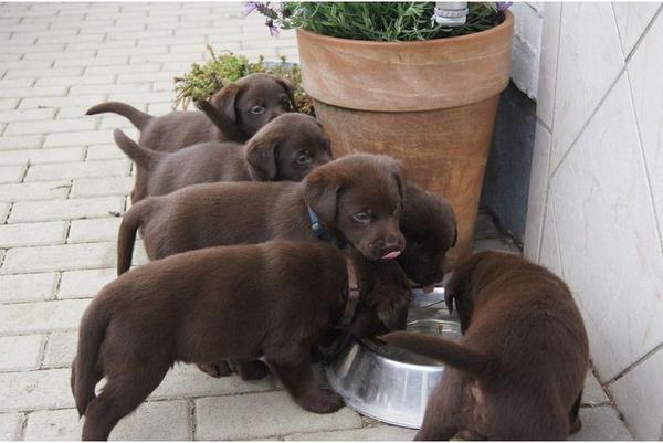 VDH/VK (FCI) Labrador welpen mit papiere - Hunde - Köln