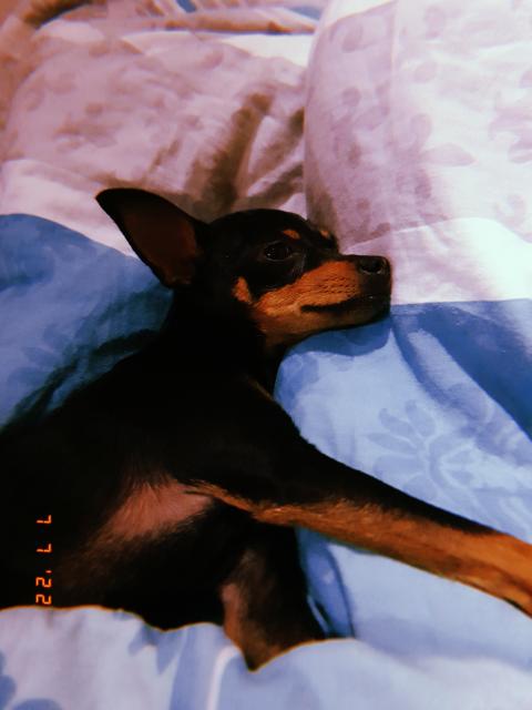 Russkiy Toy Terrier Mädchen Welpe - Hunde - Kr. Altötting - Emmerting
