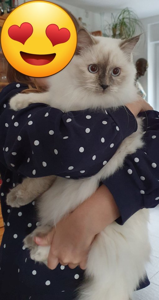 2 traumhafte Ragdoll Kitten (geimpft) suchen traumhaftes Zuhause - Katzen - Selm