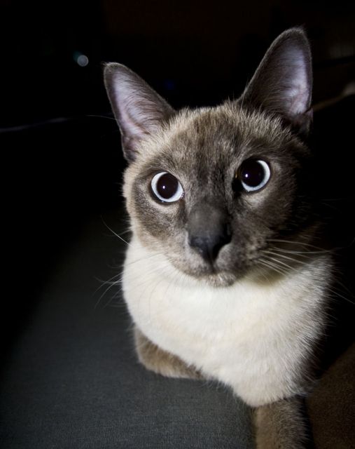 Notfall! Siamkater (1,5 J.) & Russisch Blau Kater (4 J.) suchen liebe neue Famil - Katzen - Augsburg