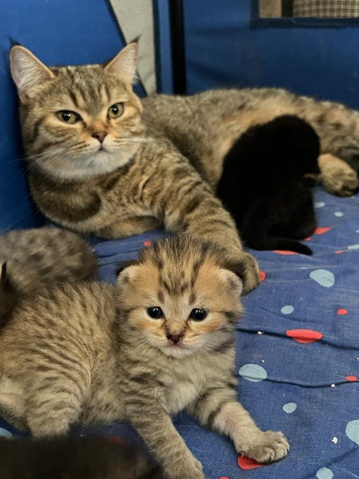 Britisch Kurzhaar Babys - Katzen - Vohburg 