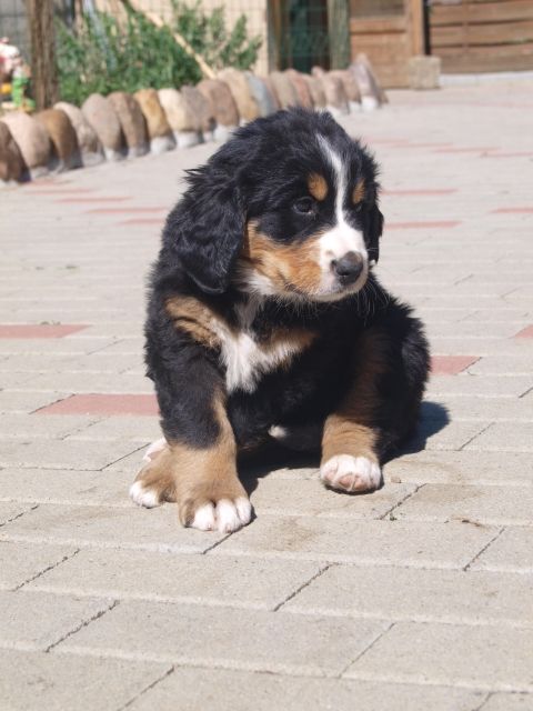 3 Berner Sennen Welpen suchen neuen Wirkungskreis  - Haustiere - Woltersdorf