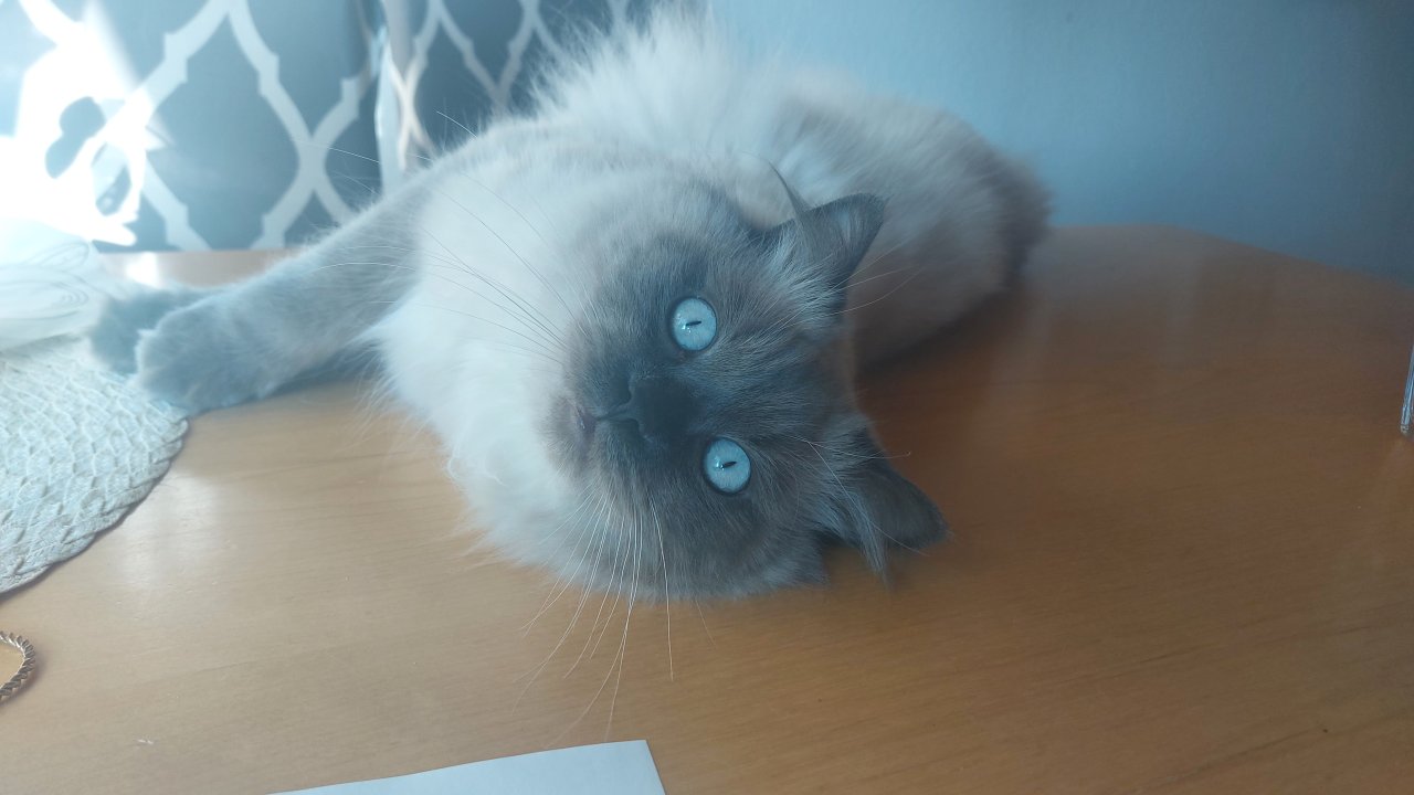 Deckkater Ragdoll Eisblaue Augen - Katzen - Singen (Hohentwiel)