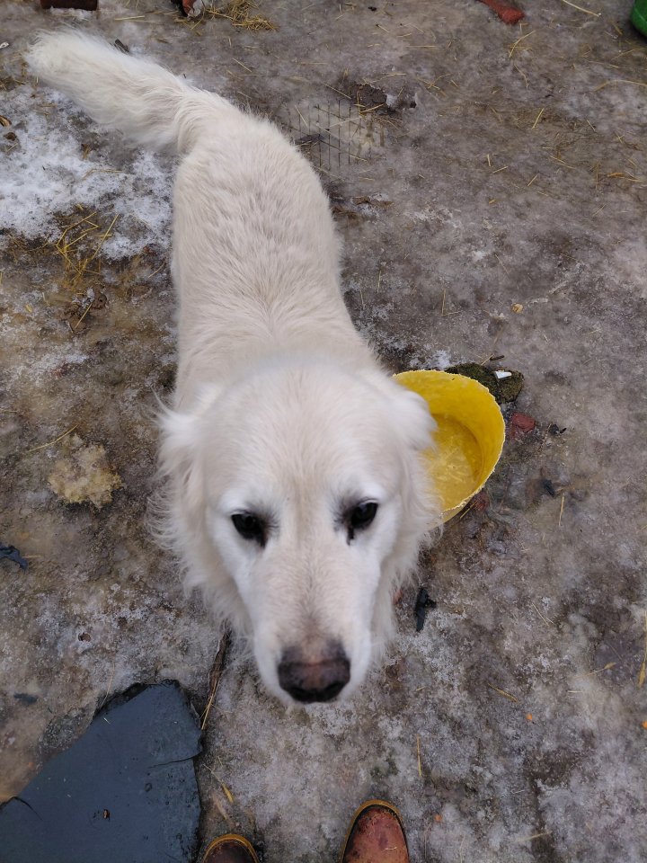 Gnadenhof 2 ältere Golden Retriever kern gesund - Hunde - Altes lager