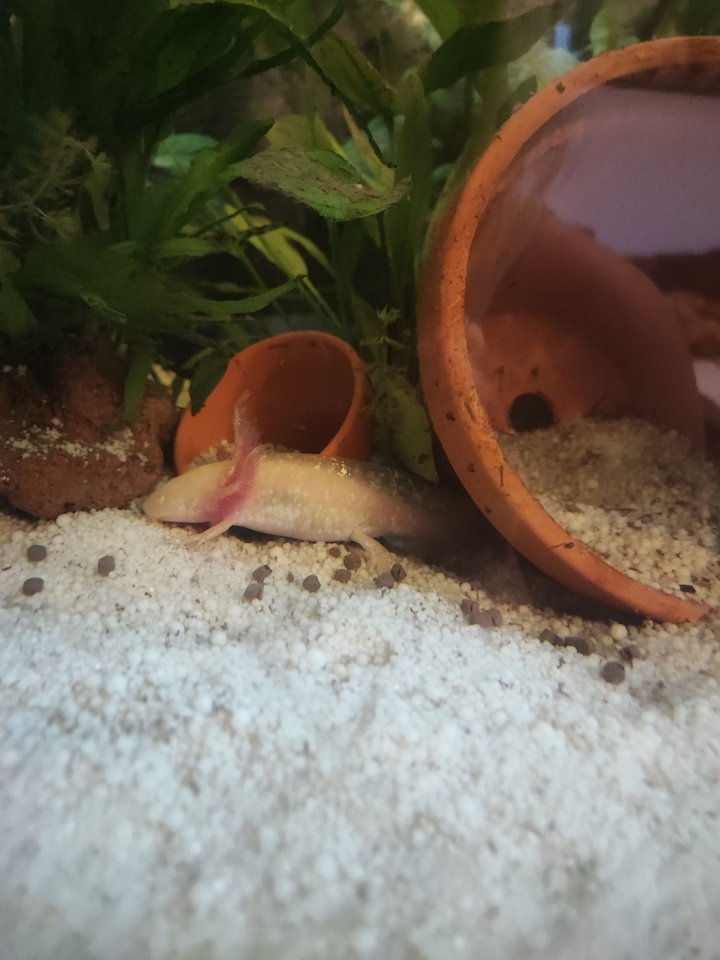 Axolotl jungtiere suchen ein neues Zuhause - Amphibien - Dinslaken
