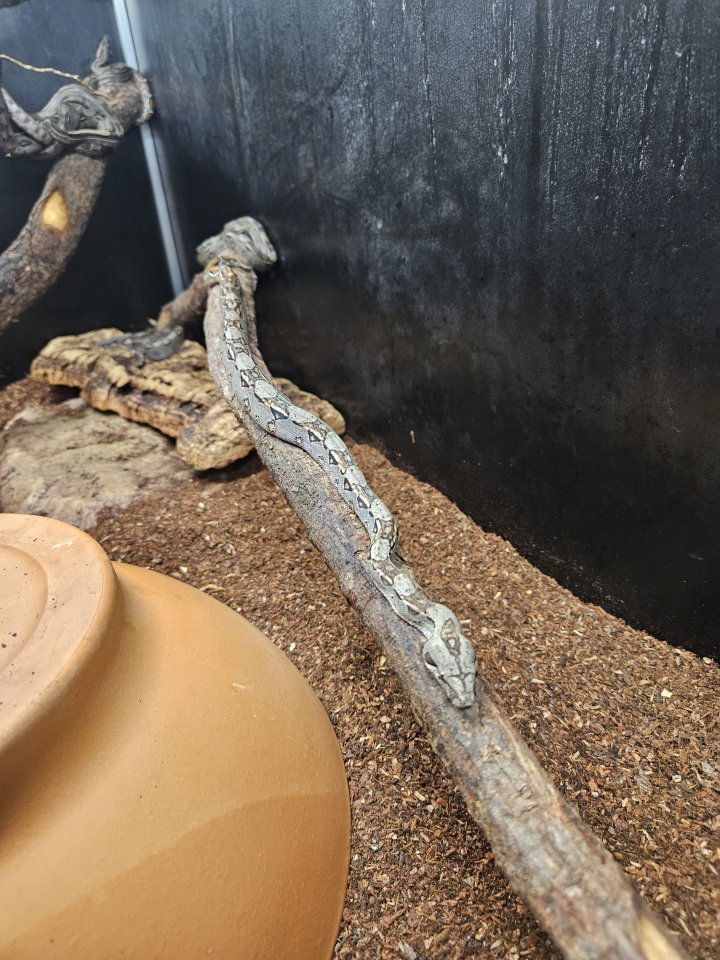 Boa Constrictor  Imperator - Reptilien - Worms