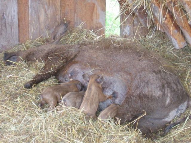 Rote Wollschweine zu erkaufen - Sonstige Nutztiere - Langenschade