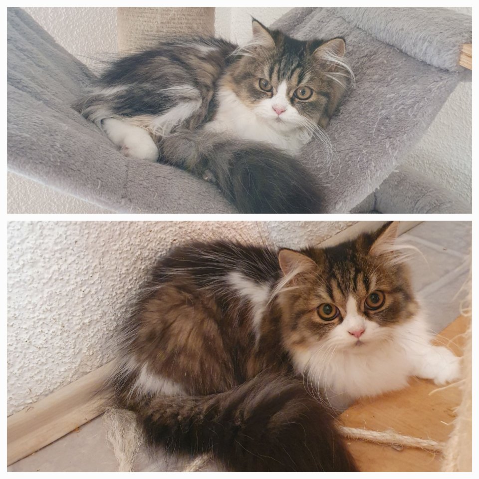 Reinrassige Perser Kitten mit Nase - Katzen - Ulmen