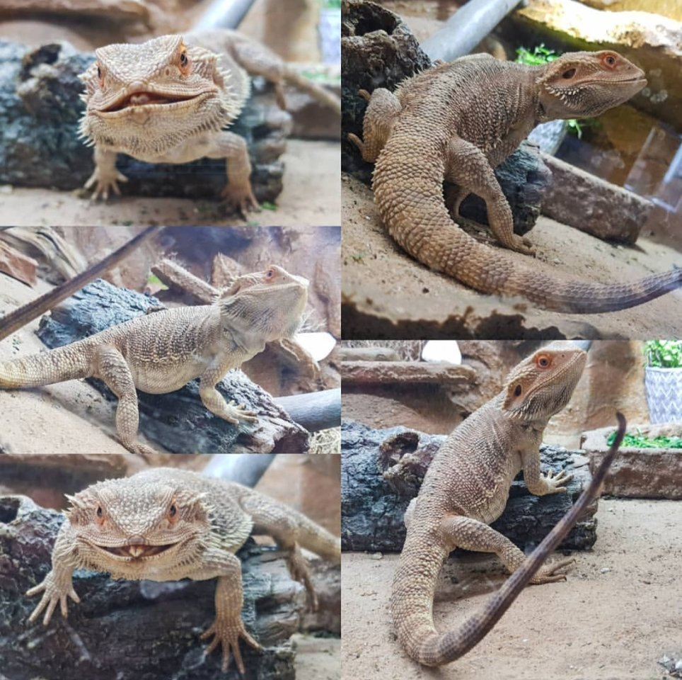 Freundliche Bartagame aus Zeitmangel abzugeben - Reptilien - Magdeburg