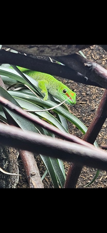 Madagaskar Taggecko inkl. Terrarium - Reptilien - Hösbach