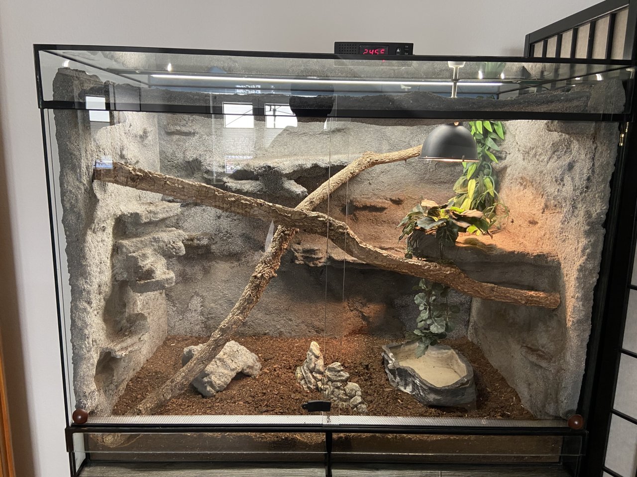 Glasterrarium mit Amurnatter und Kornnatter - Reptilien - Ilvesheim