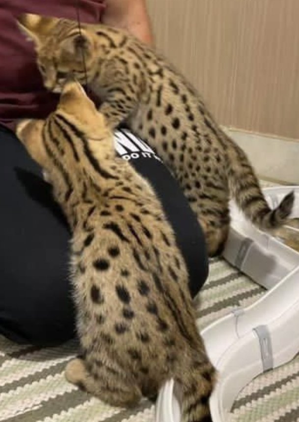 Reinrassige Savannah Kätzchen mit FCI-Pedigree - Katzen - Unterschleißheim