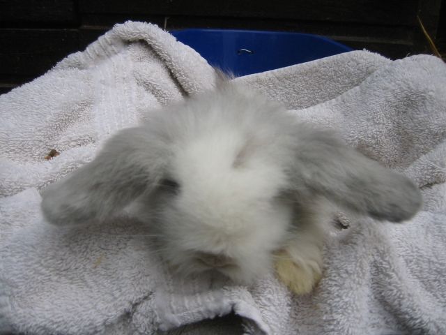 Süße Teddyzwergwidder und Peruaner in schoko abzugeben!!! - Hasen Kaninchen - Garlstorf