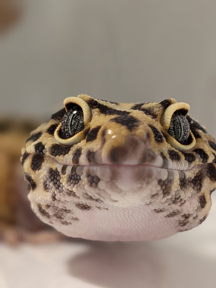 Leopardgecko aus Rostock 24.11.2024 - Reptilien - Rostock