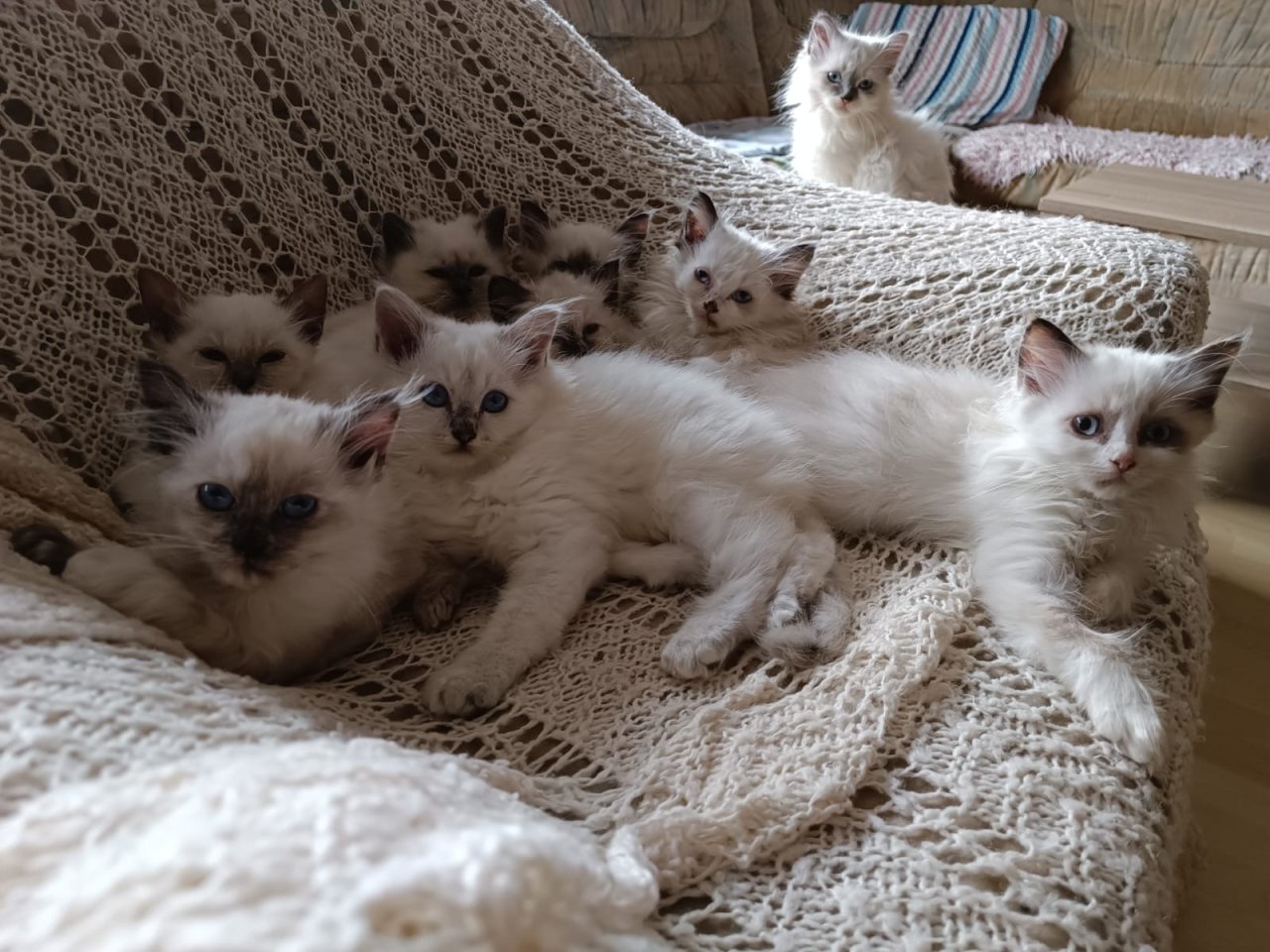 Zauberhafte Heilige Birmababys suchen Dich!!! - Katzen - Waldbüttelbrunn