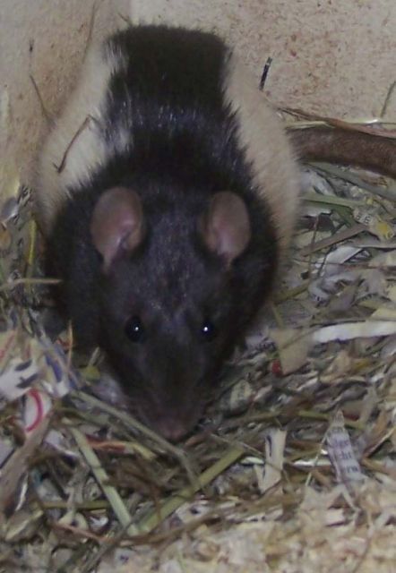2 Rattendamen abzugeben - Ratten - Beuren